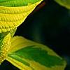 Cornus alternifolia 'WStackman' PP#11,287, leaves