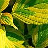 Cornus alternifolia 'WStackman' PP#11,287, leaves