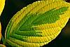 Cornus alternifolia 'WStackman' PP#11,287, leaves