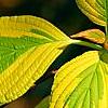 Cornus alternifolia 'WStackman' PP#11,287, leaves