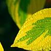Cornus alternifolia 'WStackman' PP#11,287, leaves