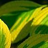 Cornus alternifolia 'WStackman' PP#11,287, leaves