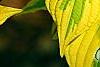Cornus alternifolia 'WStackman' PP#11,287, leaves