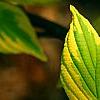 Cornus alternifolia 'WStackman' PP#11,287, leaves