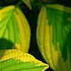 Cornus alternifolia 'WStackman' PP#11,287, leaves
