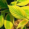 Cornus alternifolia 'WStackman' PP#11,287, leaves