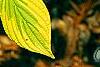 Cornus alternifolia 'WStackman' PP#11,287, leaves