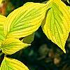 Cornus alternifolia 'WStackman' PP#11,287, leaves