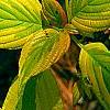 Cornus alternifolia 'WStackman' PP#11,287, leaves