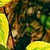 Cornus alternifolia 'WStackman' PP#11,287, leaves