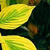 Cornus alternifolia 'WStackman' PP#11,287, leaves