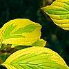 Cornus alternifolia 'WStackman' PP#11,287, leaves