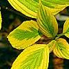 Cornus alternifolia 'WStackman' PP#11,287, leaves