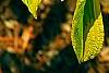 Cornus alternifolia 'WStackman' PP#11,287, leaves