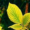 Cornus alternifolia 'WStackman' PP#11,287, leaves