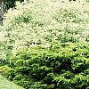 Cornus alba 'Variegata', habit