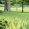 Cornus alba 'Variegata', habit