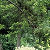 Cornus alba 'Variegata', habit