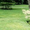 Cornus alba 'Variegata', habit