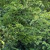 Cornus alba 'Variegata', habit