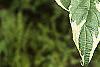Cornus alba 'Variegata', leaves
