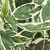 Cornus alba 'Variegata', leaves