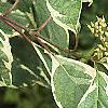 Cornus alba 'Variegata', leaves
