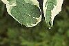 Cornus alba 'Variegata', leaves
