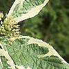 Cornus alba 'Variegata', leaves