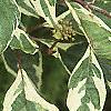 Cornus alba 'Variegata', leaves