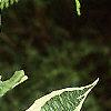Cornus alba 'Variegata', leaves