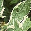 Cornus alba 'Variegata', leaves