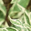 Cornus alba 'Variegata', leaves