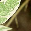 Cornus alba 'Variegata', leaves