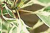 Cornus alba 'Variegata', leaves