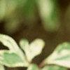 Cornus alba 'Variegata', leaves