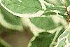 Cornus alba 'Variegata', leaves