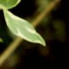 Cornus alba 'Variegata', leaves