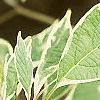 Cornus alba 'Variegata', leaves
