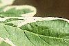 Cornus alba 'Variegata', leaves