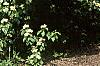 Cornus alternifolia, habit