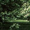 Cornus alternifolia, habit