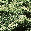 Cornus alternifolia, habit