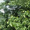 Cornus alternifolia, habit
