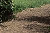 Cornus alternifolia, habit