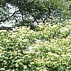Cornus alternifolia, habit