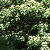 Cornus alternifolia, habit