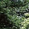 Cornus alternifolia, habit