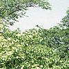 Cornus alternifolia, habit