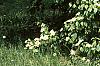 Cornus alternifolia, habit